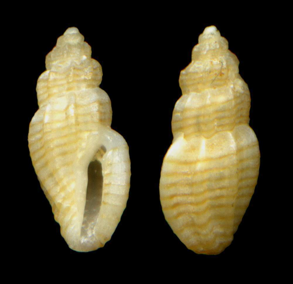 Conidae Mangelia paciniana (Calcara, 1839) mm 2,7 x 0,6